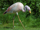 James's Flamingo (WWT Slimbridge May 2012) - pic by Nigel Key